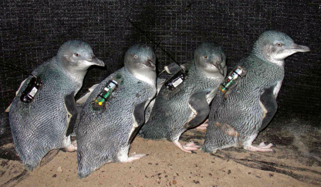 pinguine.PNG